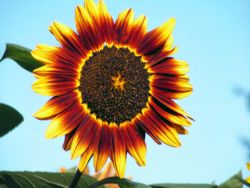 Sonnenblume
